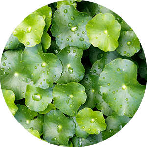 Centella Asiatica  beneficios y propiedades